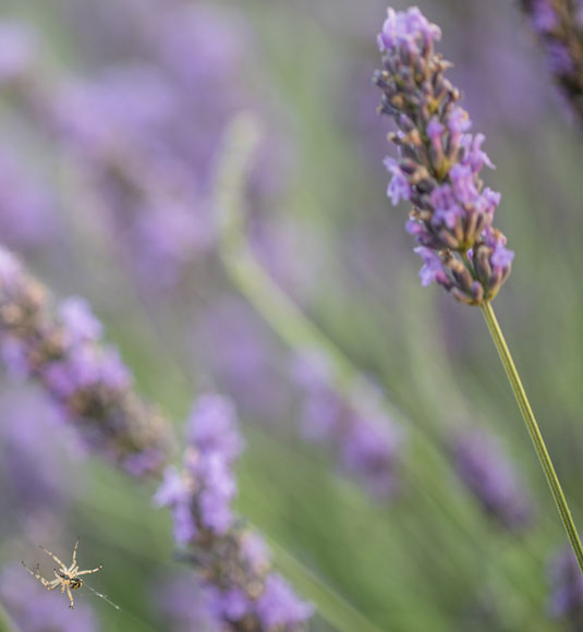 Lavendel im Vaucluse