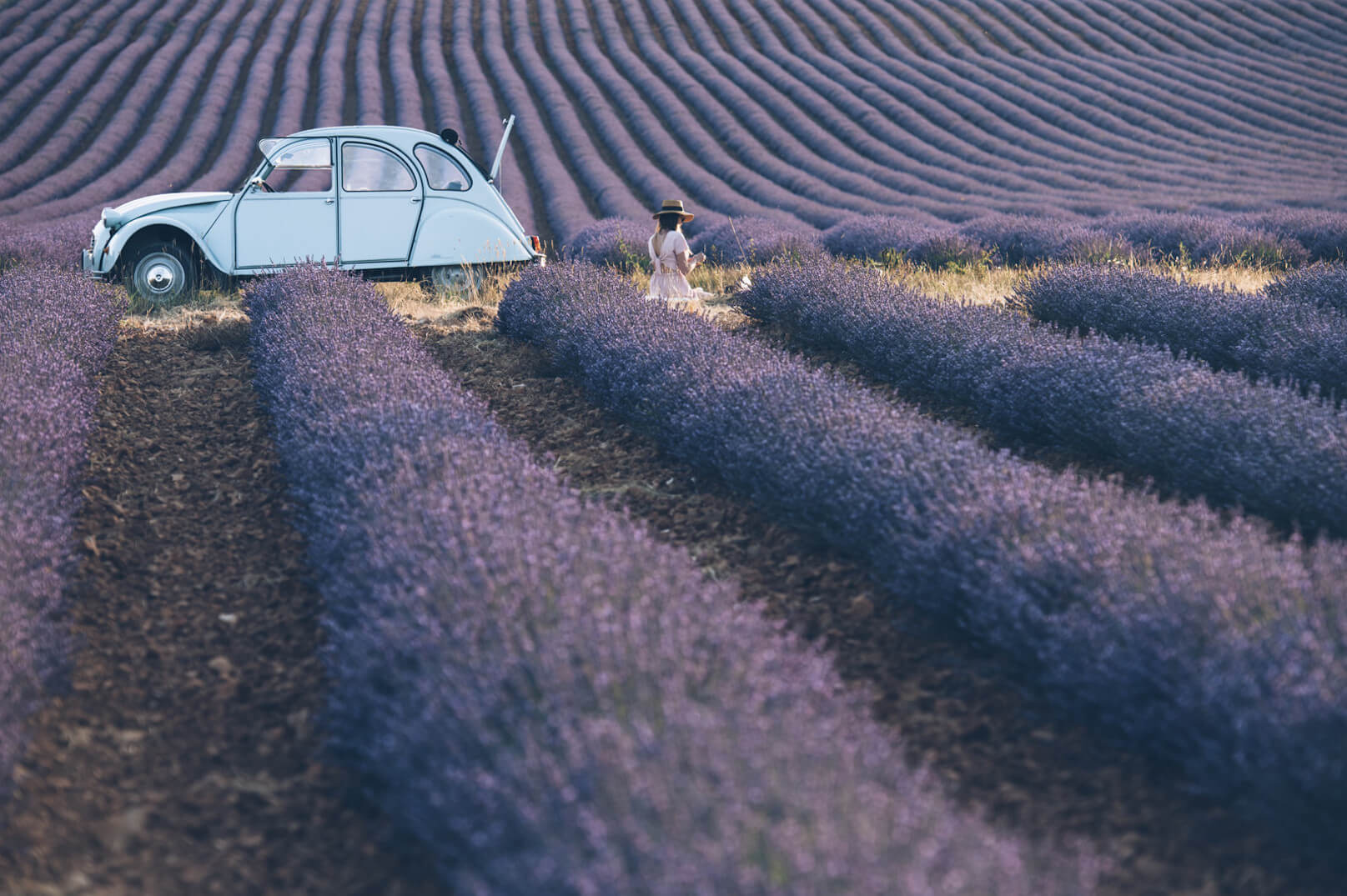 Lavendel in der Papstenklave