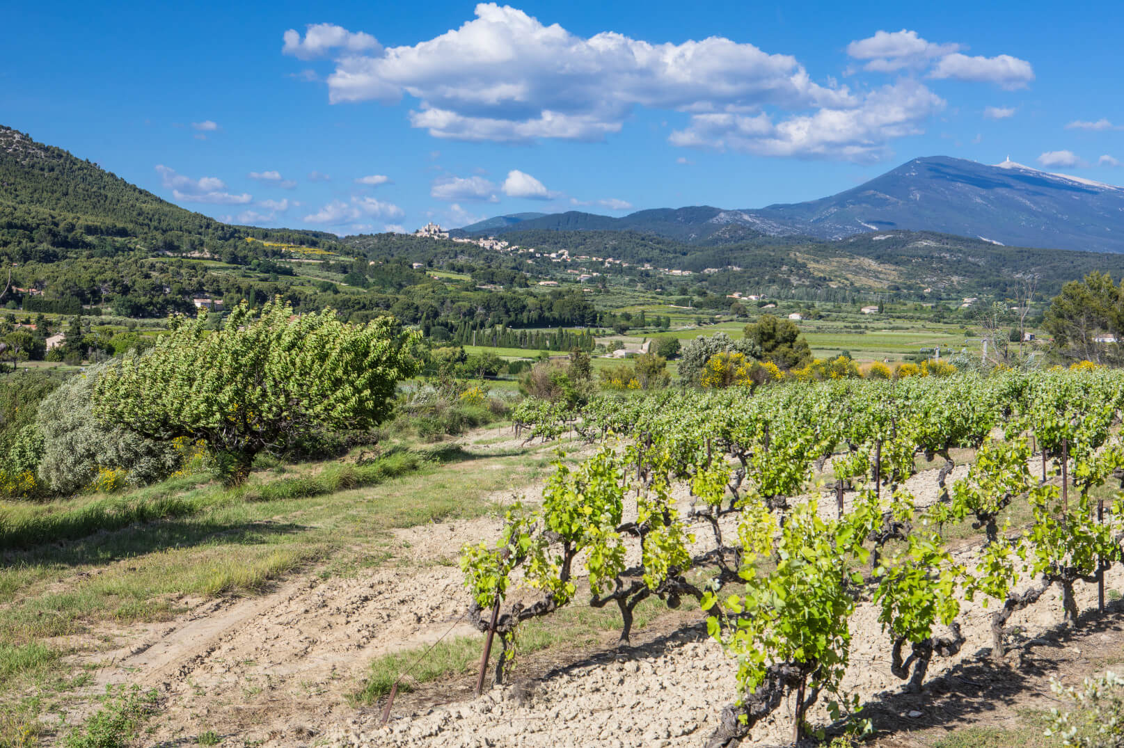 Die Weinberge des Ventoux