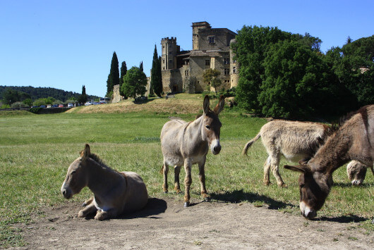 Ânes devant le château de Lourmarin ©HOCQUEL A