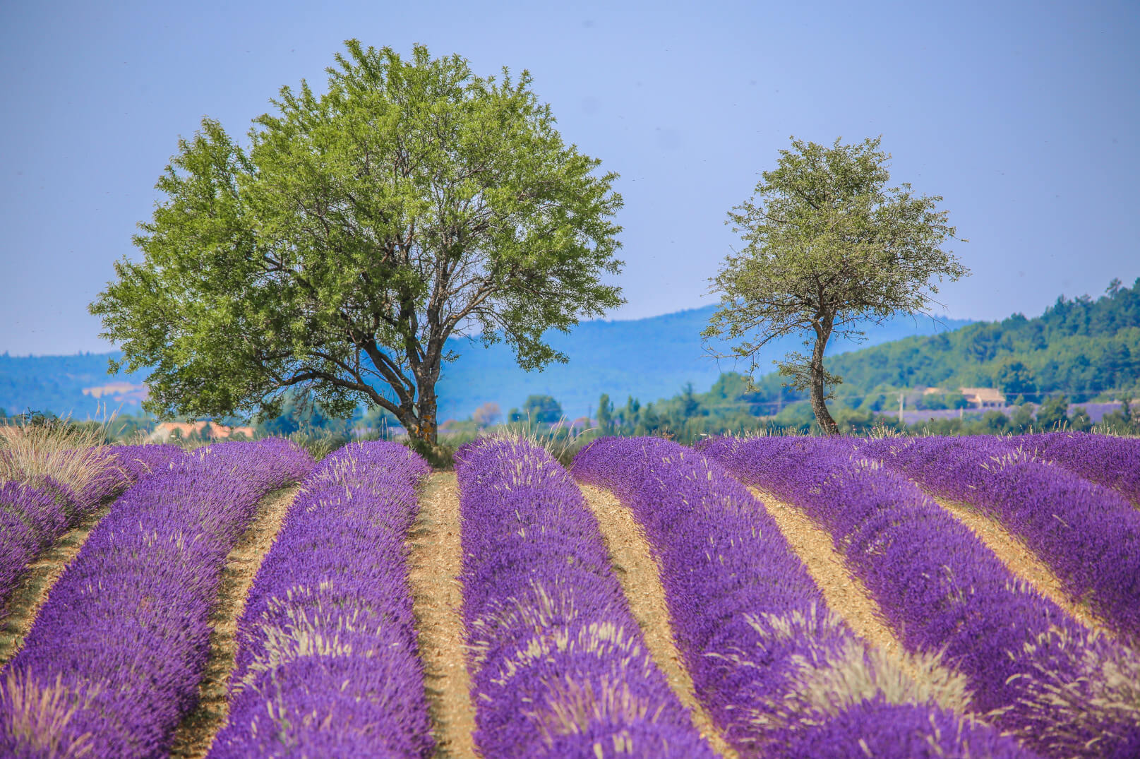 Champ de lavande ©HOCQUEL Alain