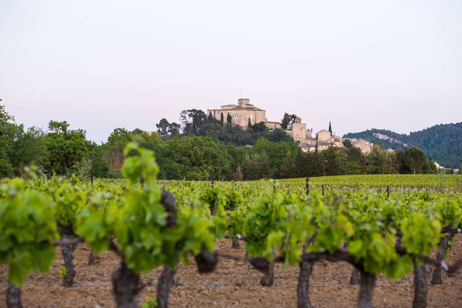 Vignes du Luberon