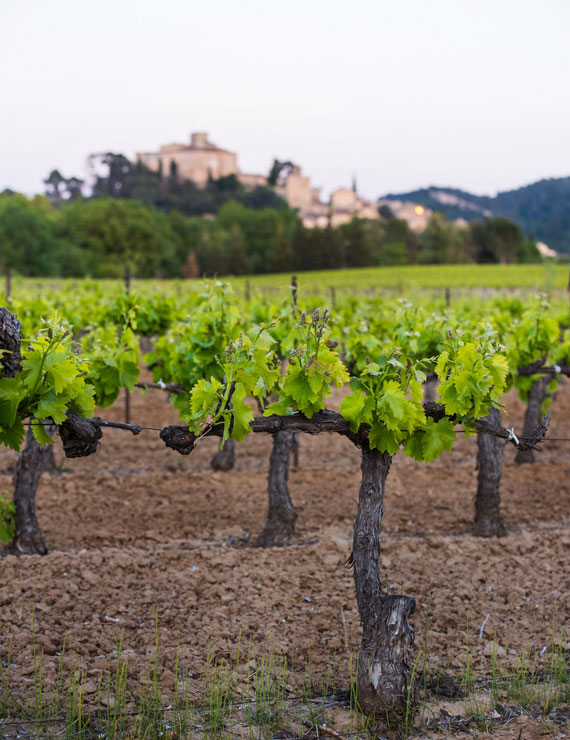 Vignobles du Luberon @ Coquard