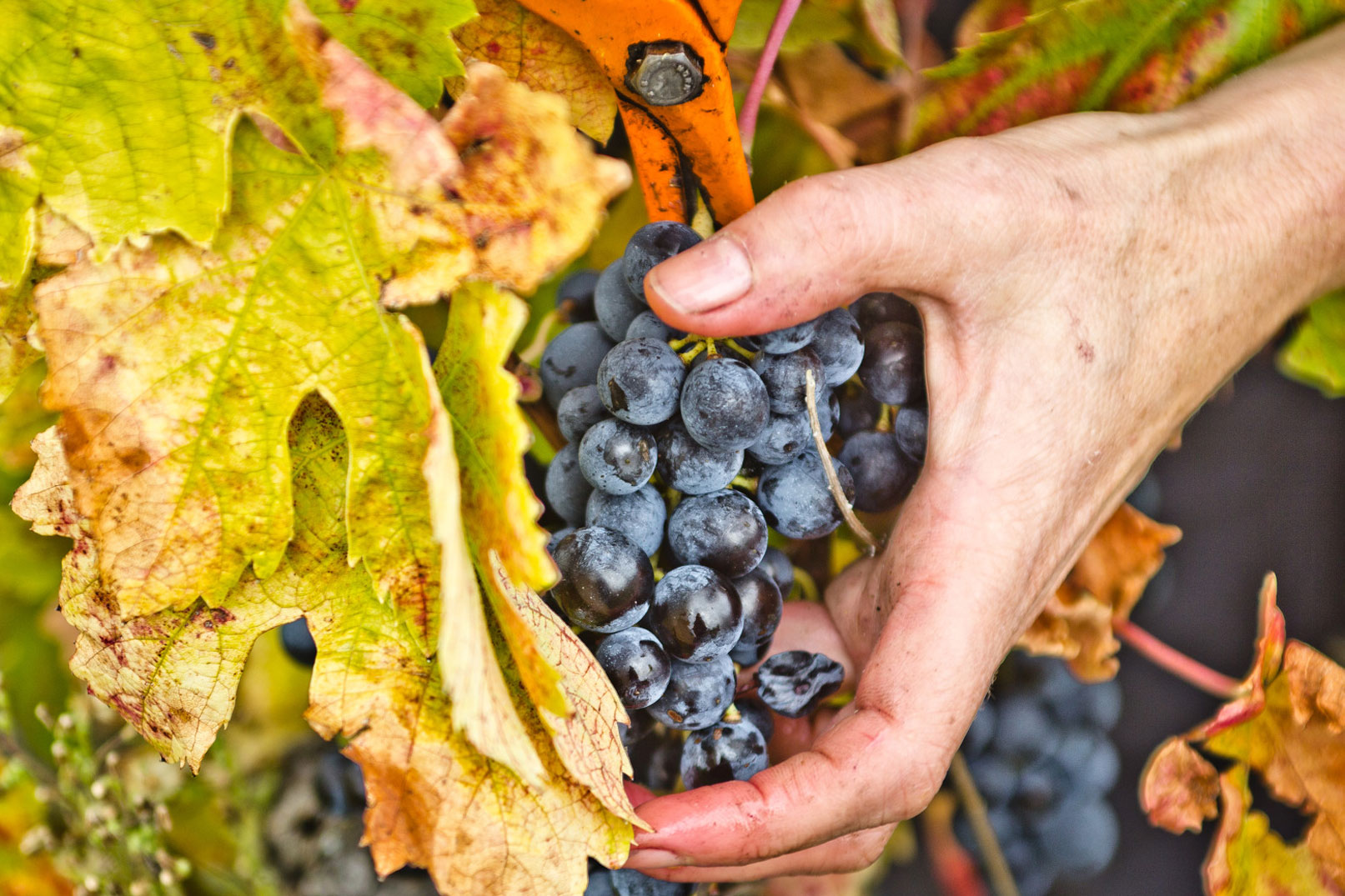 Assister aux vendanges en Vallée du Rhône @ Kessler