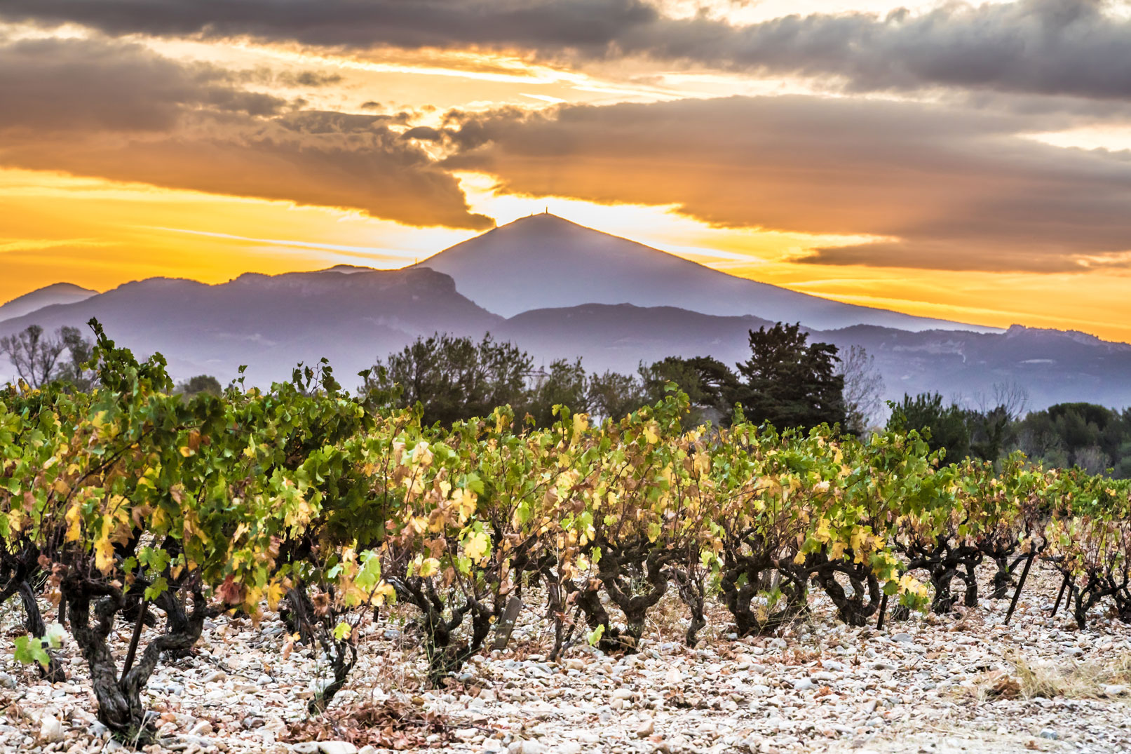 vignes-valle-rhone-Kessler