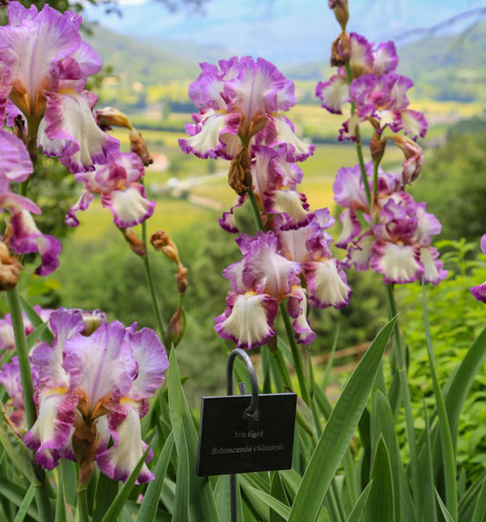 Farben und aromatische Düfte - Luberon