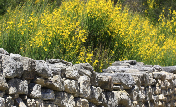 Auf botanischen Wegen im Vaucluse