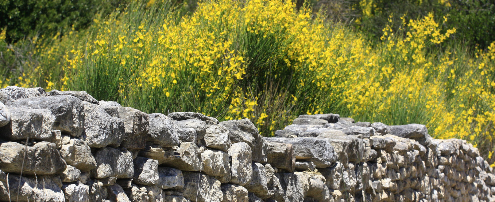 Auf botanischen Wegen im Vaucluse © Hocquel