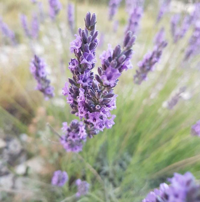 Lavendel