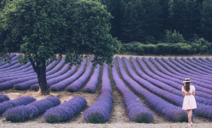 Lavendel Provence