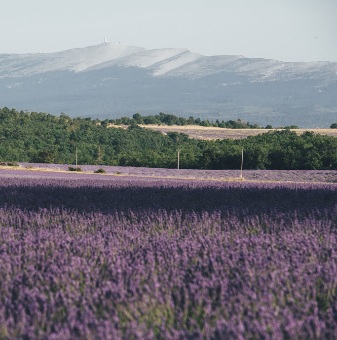 Lavendel Ventoux