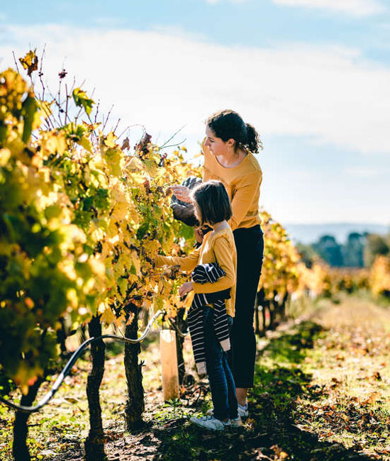 Terroirs und Rebsorten auf den Winzerpfaden erkunden