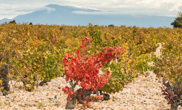 Weine und Weinbaugebiete - RhôneTal