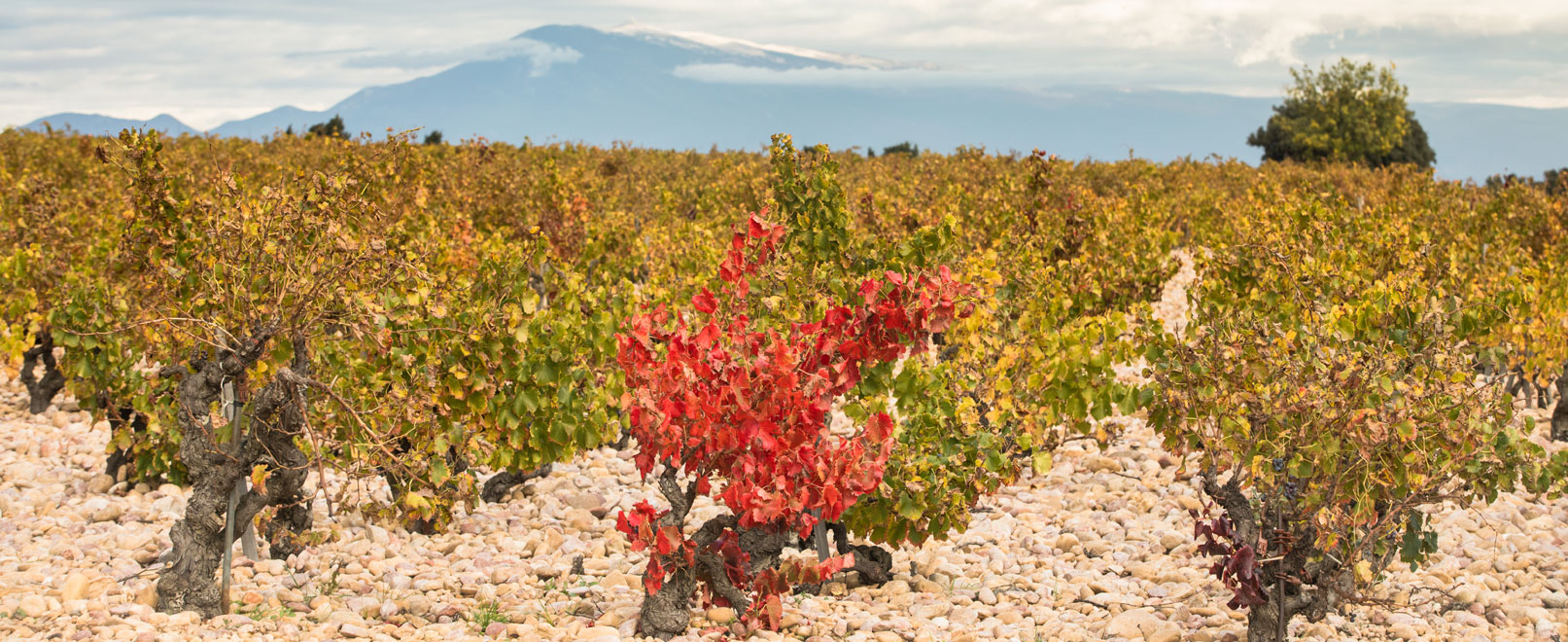 Weine und Weinbaugebiete – RhôneTal © Kessler