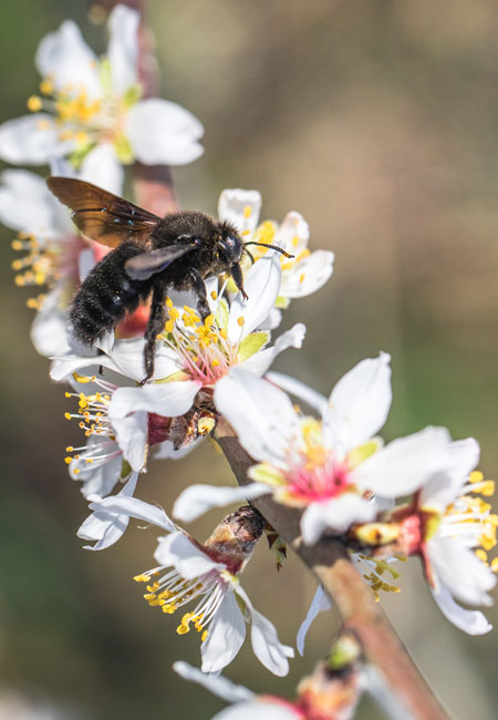 Biene und Mandelblüte