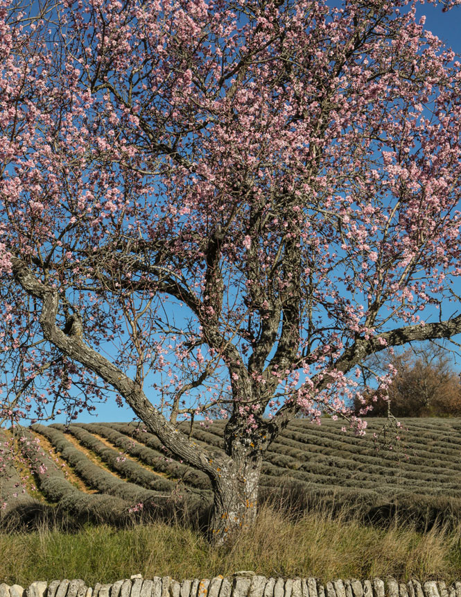 Mandelbaum in Luberon