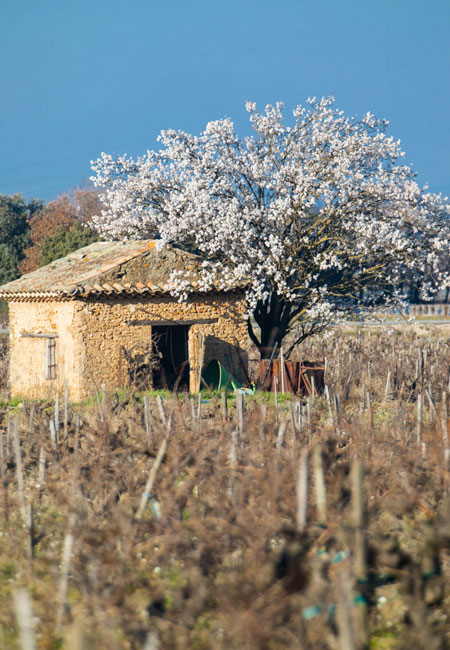 Mandelbaum in den Weinbergen