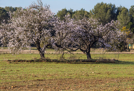 Mandelbaum in Luberon