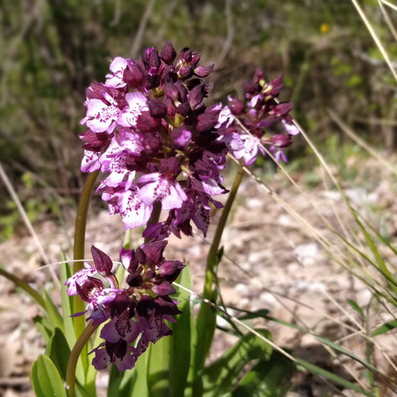 Orchidée sauvage au Ventoux