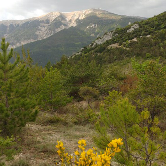 Ventoux face nord