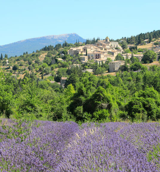 Lavender Aurel