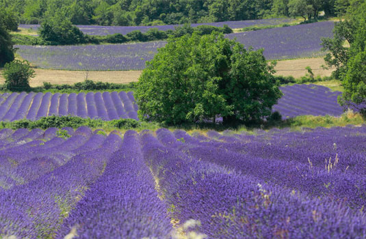 Der Lavendel der Provence