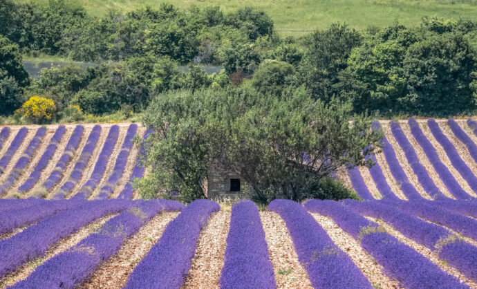 Der Lavendel und die lavendelfelder der Provence