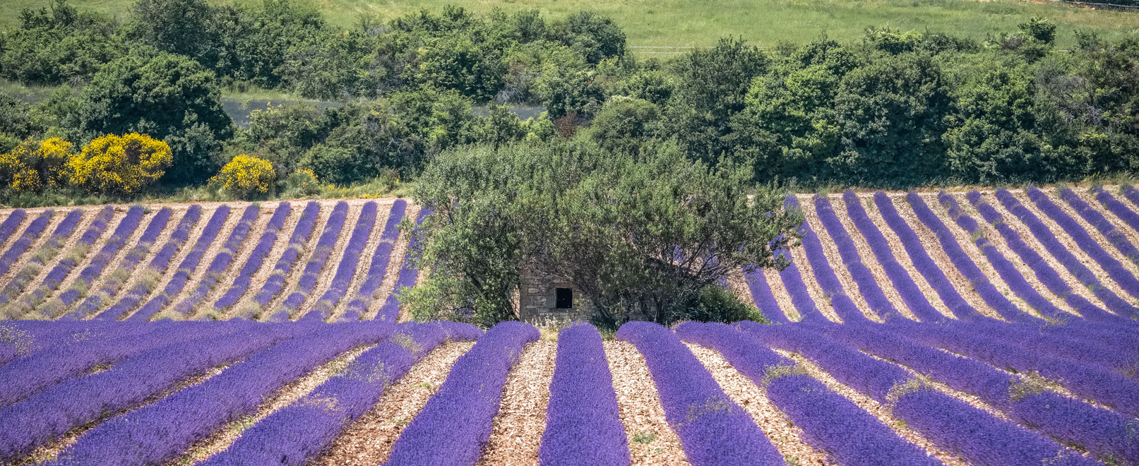Der Lavendel und die lavendelfelder der Provence © Verneuil