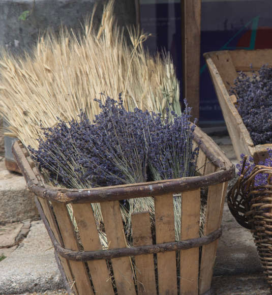 Lavendel, dem Speiklavendel und dem Lavandin