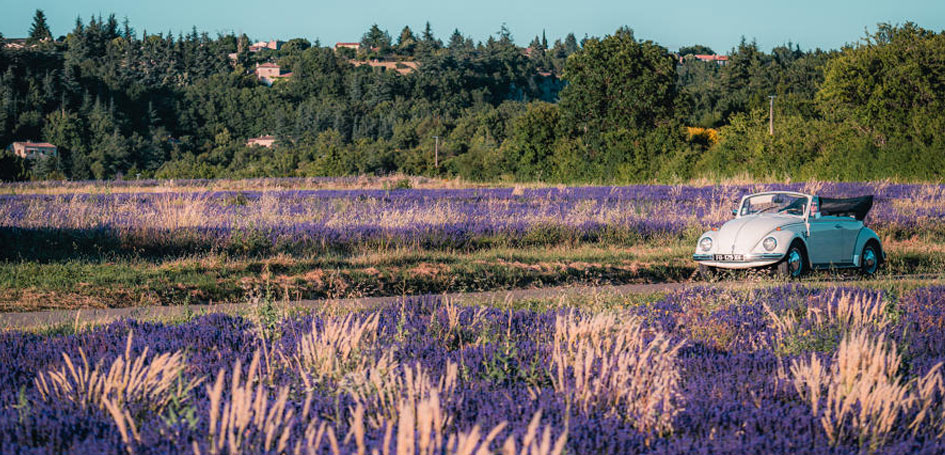 Road trip Lavender