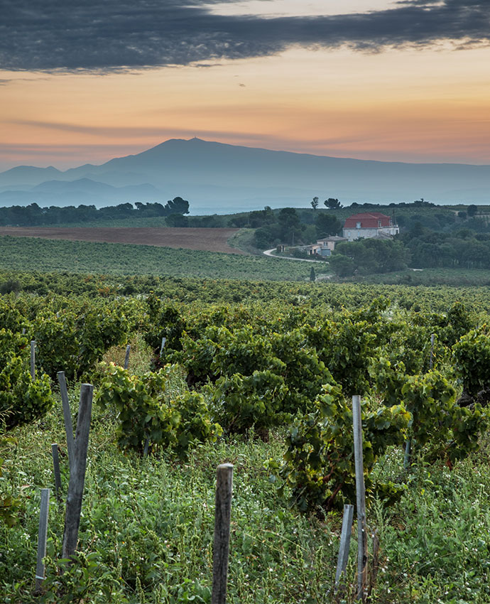 Durch die Weinberge