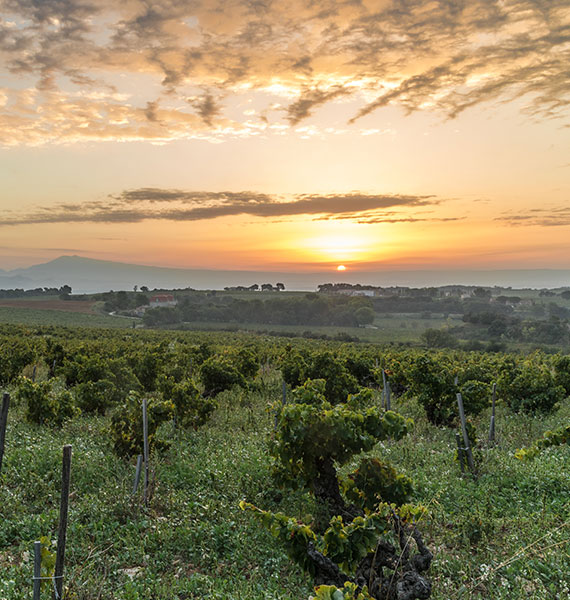 Durch die Weinberge