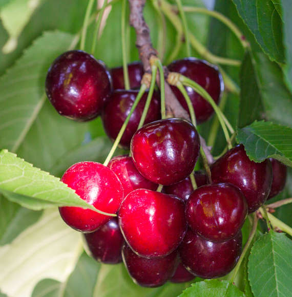 Cerises du Vaucluse