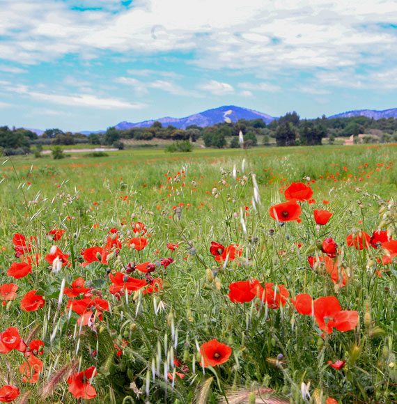 Mohnblumen im Vaucluse