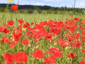 Mohnblumen im Luberon 