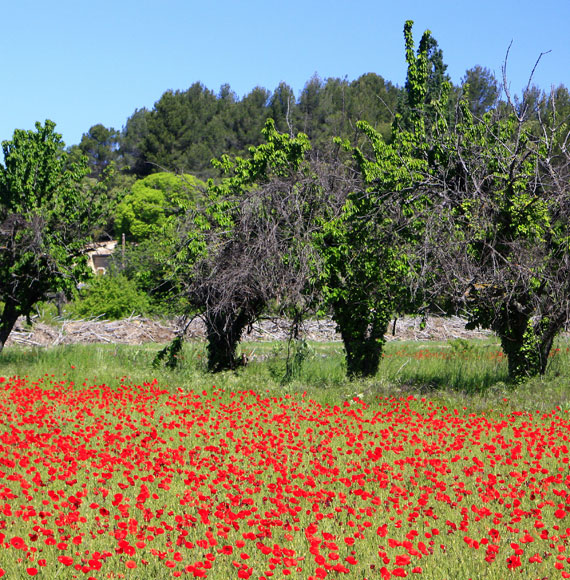 Mohnblumen und Bäume