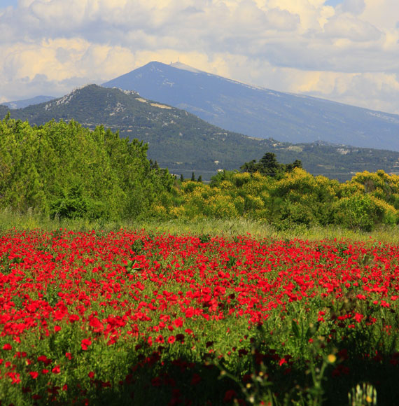 Mohnblumenfelder vor der Kulisse des Ventoux