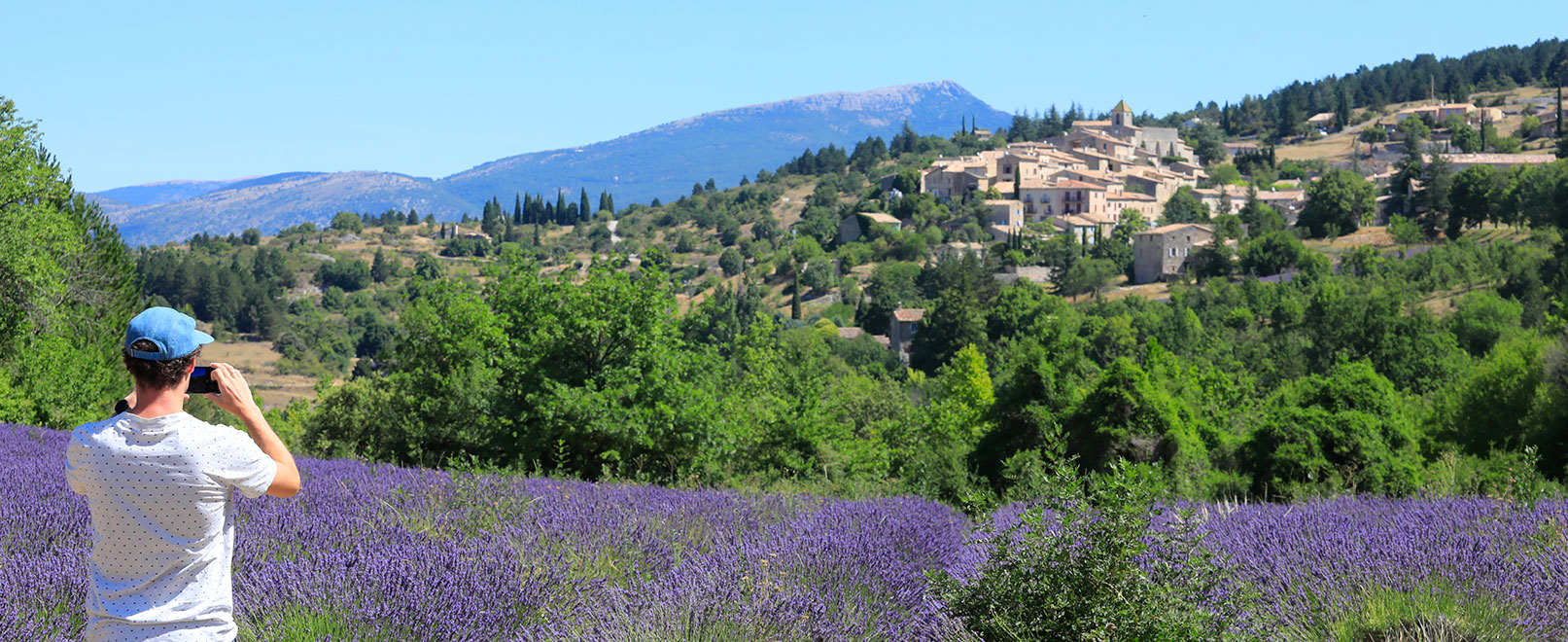 Lavendel © Hocquel