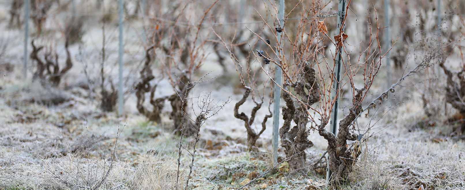 Winterlandschaften © Hocquel