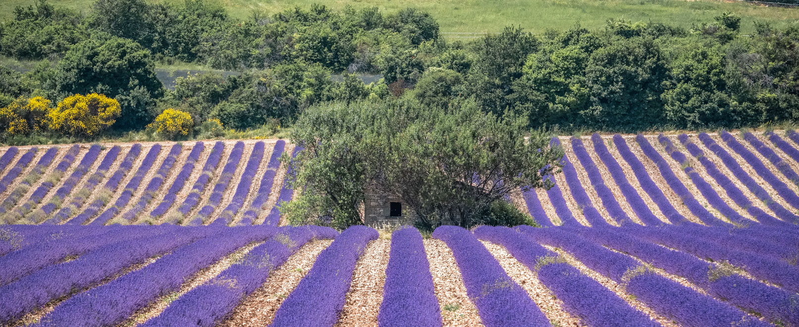 Die besten Plätze, um Lavendel zu bewundern und zu fotografieren © Verneuill